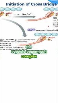 Excitation-Contraction Coupling Explained Simply! #shorts