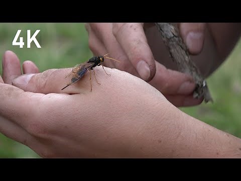 Giant Wood Wasp (Horntail) (4K) - Episode 21