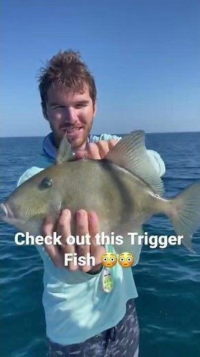 Unique Feature of a trigger fish check it out!!