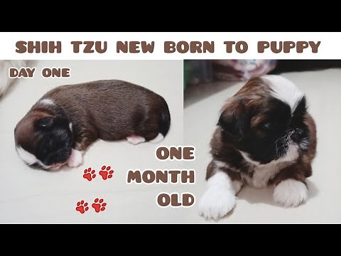 Shih Tzu New Born Puppies From Birth To One Month