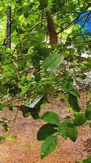 👉 “Blue Mormon Butterfly Lays Eggs — A Rare Moment of New Life 🦋” #bluemormon