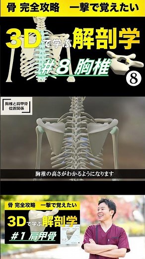第◯胸椎はどこにある？胸椎と肩甲骨の位置関係 #8 胸椎【3Dで学ぶ解剖学】完全理解！肋椎関節の3Dアニメーション #胸骨 #胸椎