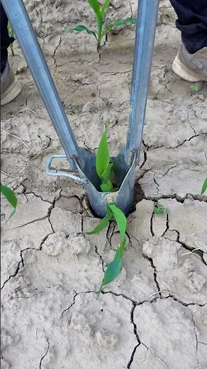 Cracked Earth Planting: How This Vertical Tool Overcomes Bone-Dry Soil for Damage-Free Seeding