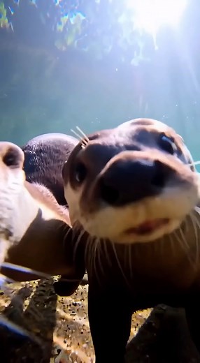15K views · 12 reactions | Rare sight of two otters underwater in the sea - Cute otter videos #otter #otterlife #sealife #fypシ #exploremore #fblifestyle #ottervideos | Tawsif Chowdhury | Facebook