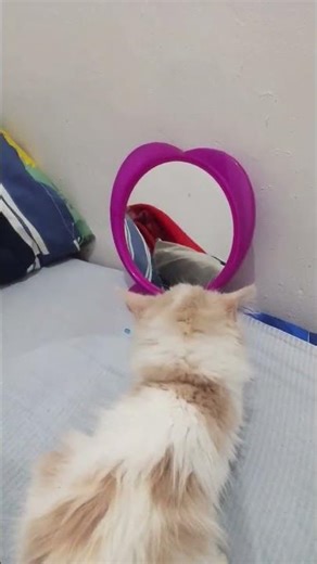 Twin from Mirror 😹 #funny #cute