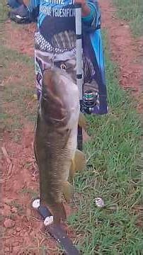 CRIANCA TBM PEGA PEIXE BRUTO. #pescaria #viral #foryou #fish