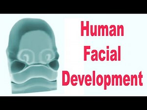 Human Facial Development in the Womb