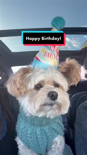 It’s Popeye’s 9th Gotcha Day and made up 10ish birthday. This is how we celebrated his day. #gotchaday #birthday