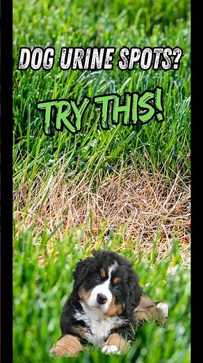 Dog Pee Spots? This Actually Works #LawnRepair #DogOwners