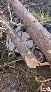 A pair of fallen trees at Camp Pinewood near McCall destroyed a camp van and caused damage to a nearby playground. Valley County is currently experiencing widespread power outages as a result of the high winds. Full forecast in the comment section 👇 #NeighborhoodNews #IdahoWX #HighWinds #McCall #ValleyCounty | Idaho News 6