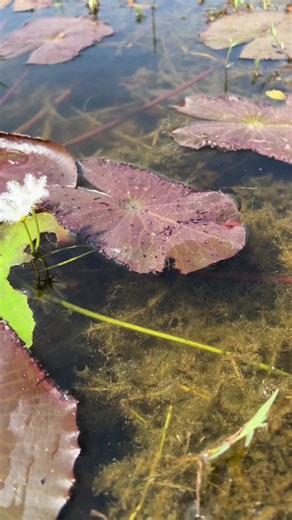 How To Finding Betta Fish In Lake
