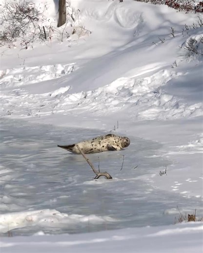 There are few things that make going outside in freezing temps worth it 🥶 and this little visitor is definitely one of them. A seal stopped by Jordan Point to soak up the sun and strike a pose. Now, everyone say “biiiiiiig stretch.”🦭#seal #universityofnewengland #collegecampus #cuteanimals #seadogs