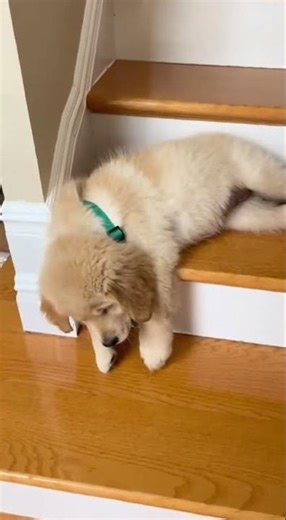 Puppy Tumbles Down the Stairs and Decides to Nap 😴😂