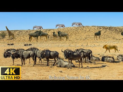 Great Migration 2022 / 4K TV - Masai Mara National Park, Kenya, African - Relaxing Nature In 4K