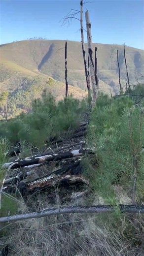 This is what a forest recovering after a wildfire looks like