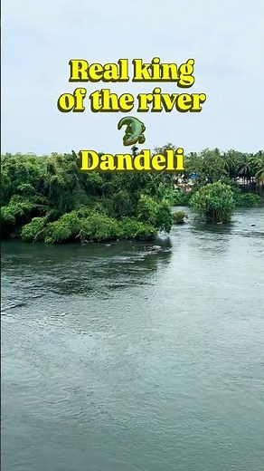 📍 Dandeli - The real king of Kali river🐊