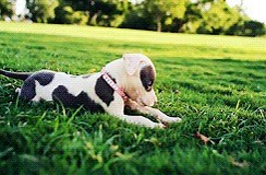 https://giphy.com/gifs/puppy-fall-t9OWP0XlgPW6s | Wassup Pitbull Lovers