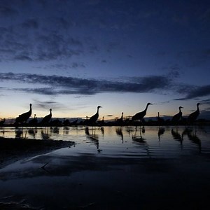 4.6K views · 256 reactions | Crane River (12 of 12): Watch and listen...