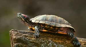 The 14 Turtle Families; A Deep Look (With Images) - The Hamny