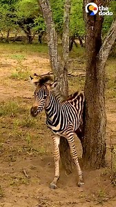 This baby zebra wags her tail when she's reunited with her mom and dad 😭💞🦓 | The Dodo