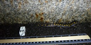 Yellow-spotted salamanders at the Binghamton University Nature Preserve
