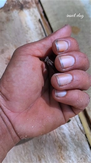 A mantis is pitch black#grasshopper#mantis#shortinsect#naturelovers#insectos