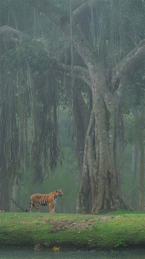 Shaaz Jung on Instagram: "What a morning safari in Kabini looks like. Blue mist hangs beneath a labyrinth of trees as a spiritual spectrum of colours slowly unfurls onto the canvas. There’s nowhere else in the world I’d rather spend my mornings. Captured on #OnePlus13 #ShotonOnePlus #shaazjung #forest"