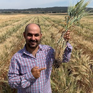 Designer root systems to maintain durum wheat yields in drought