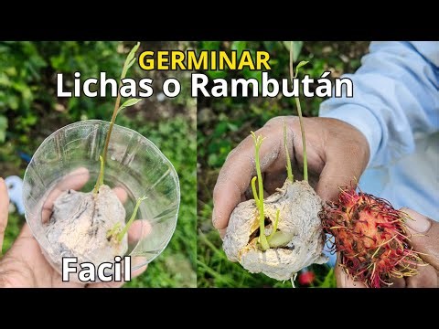 🌱How to germinate and sow RAMBUTAN, Achotillo, Mamon Chino, Lychees