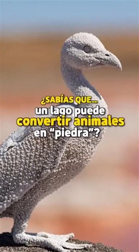 The LAKE that turns animals into STONE! 🦢💎