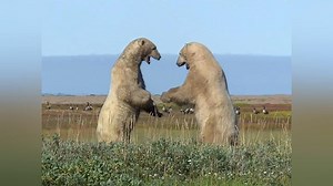 Watch Frozen Planet Season 1 | Prime Video