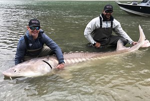 Giant 600-pound fish caught in British Columbia