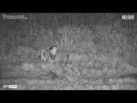 The Fox Noticed Them First | Lions in the Dark