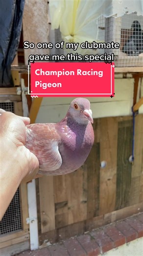 #pigeons #racingpigeons #pigeonracing #fypシ #pigeon #pet