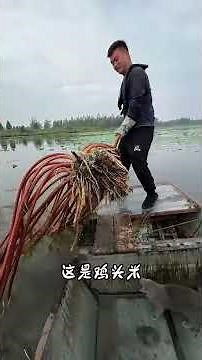 Here are 42 common types of grass in rural areas. Which ones have you eaten#Wild