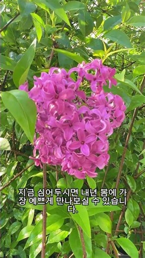 향기 미쳤어요 🌸 라일락 사우게아나 #향기좋은꽃 #라일락 #정원꾸미기 #꽃나무 #친구식물
