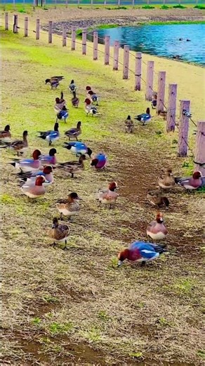 餌の時間の鴨さん #duck #nature #park #cute #bebek #カモ #con #imut #lucu #goose #प्यारा #鴨 #vịt #waterfowl