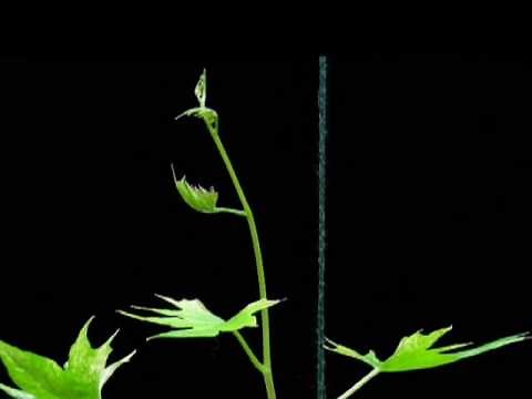 Growing cardinal vine