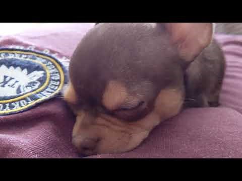 Puppy Hiccups! What do they sound like?