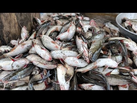 🔴 LIVE ASMR Fish Cleaning | Fresh Catch Cutting | Relaxing Market Sounds