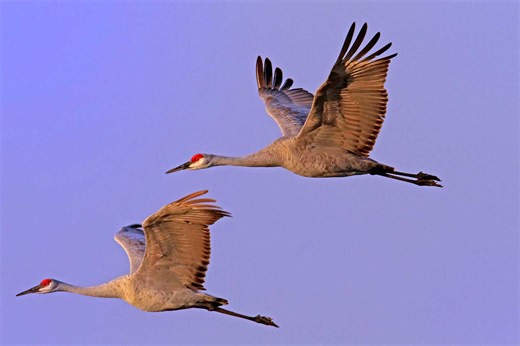 Nature curiosity: How do migratory birds know where to go?