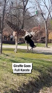 6.5M views · 44K reactions | Giraffe Goes Full Karate 例 | Wrestling News | Facebook