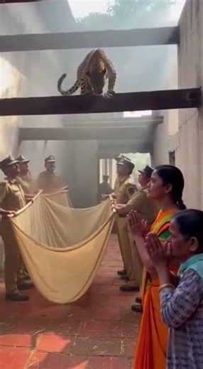 Leopard Falls Into Rescue Net Inside Indian House | Wild Leopard Rescue & Release
