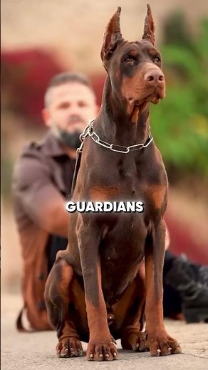 Why Dobermans Are The Smartest Dogs Ever