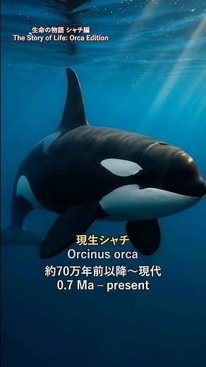 生命の物語 シャチ編｜Orca Evolution Timeline