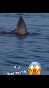 6.1M views · 10K reactions | its huge Female Great white  #sharkshark #sharks #ocean #sharkweek #underwater #sharkdiving #savesharks #greatwhiteshark #fish #sharkconservation #sharklover #sharkattack #sea #whiteshark #diving #nature #sharklove #scubadiving #scuba #fishing #art #jaws #savethesharks #ilovesharks #underwaterphotography #cagediving #saveoursharks #helpsavesharks #sharklife #lovesharks | Ida C. Goodman | Facebook