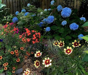 How can you turn your hydrangeas from pink to blue? Find out here.