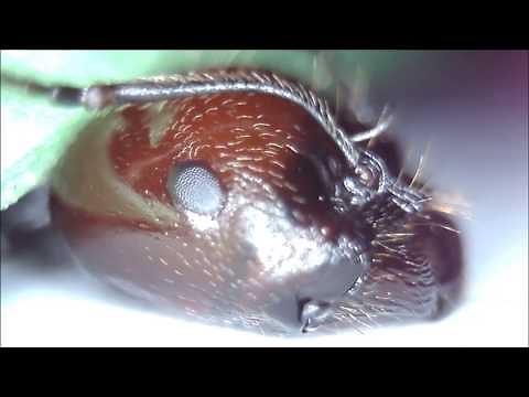 Face to Face with Ants - Ultra Close-up (feat. Messor colony)