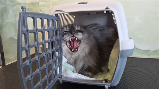 Nono: A medical miracle 🐾💖