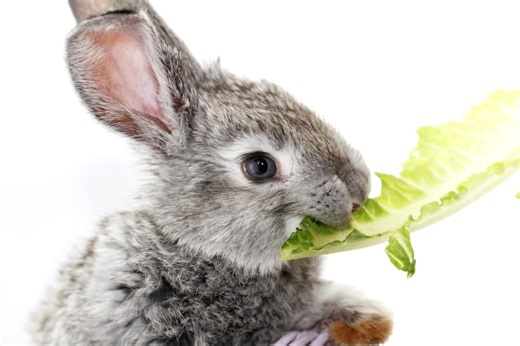 Move over, fake AI slop trampoline bunnies, here's some real, actual baby bunnies